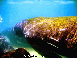 MANATEES Marked by propelers,
 On the Ocean side by Andres Larraz 